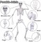 2Pack 5.4Ft Life Size Skeletons Posable Skeletons Full Size Plastic Human Skeleton with Movable Joint for Halloween Outdoor Indoor Decorations